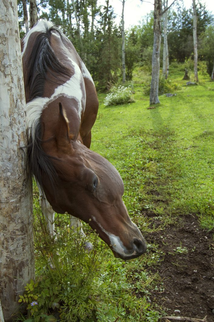 A horse scratching its head on a tree - very satisfying!